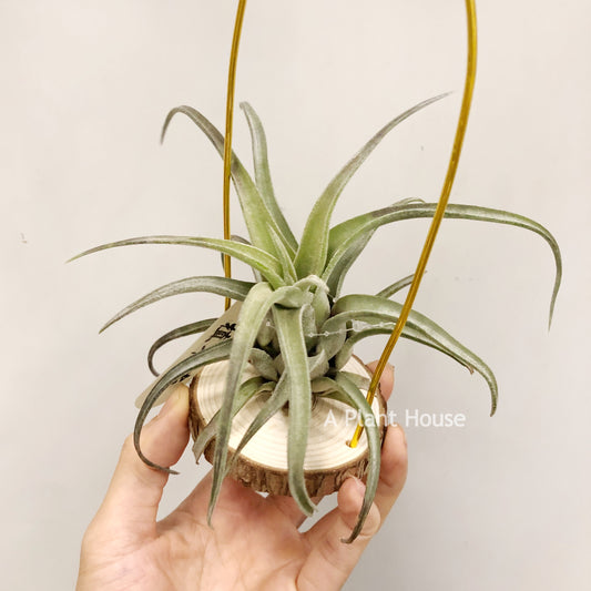 Tillandsia Streptophylla Giant x T.(Caput-Medusae Sonoran Snow x Chiapensis)