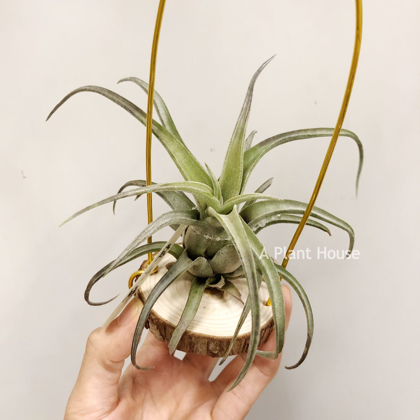 Tillandsia Streptophylla Giant x T.(Caput-Medusae Sonoran Snow x Chiapensis)