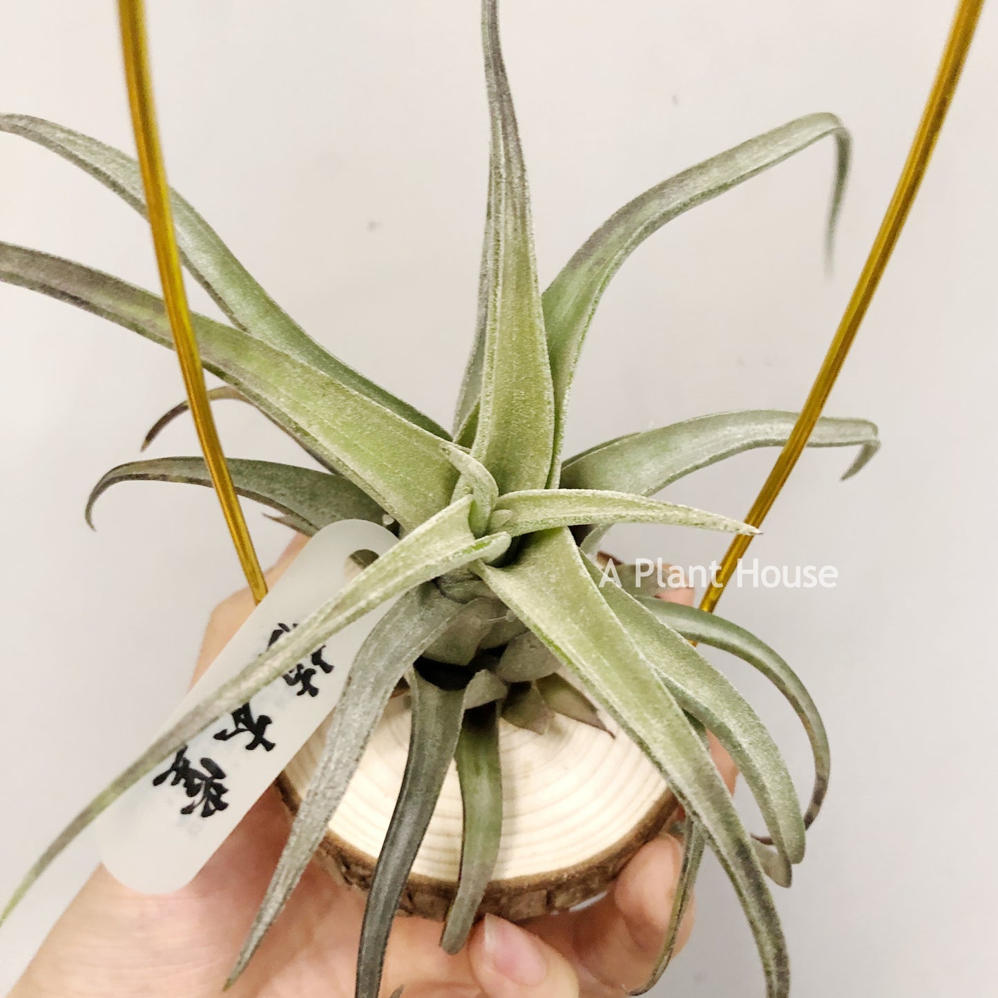 Tillandsia Streptophylla Giant x T.(Caput-Medusae Sonoran Snow x Chiapensis)