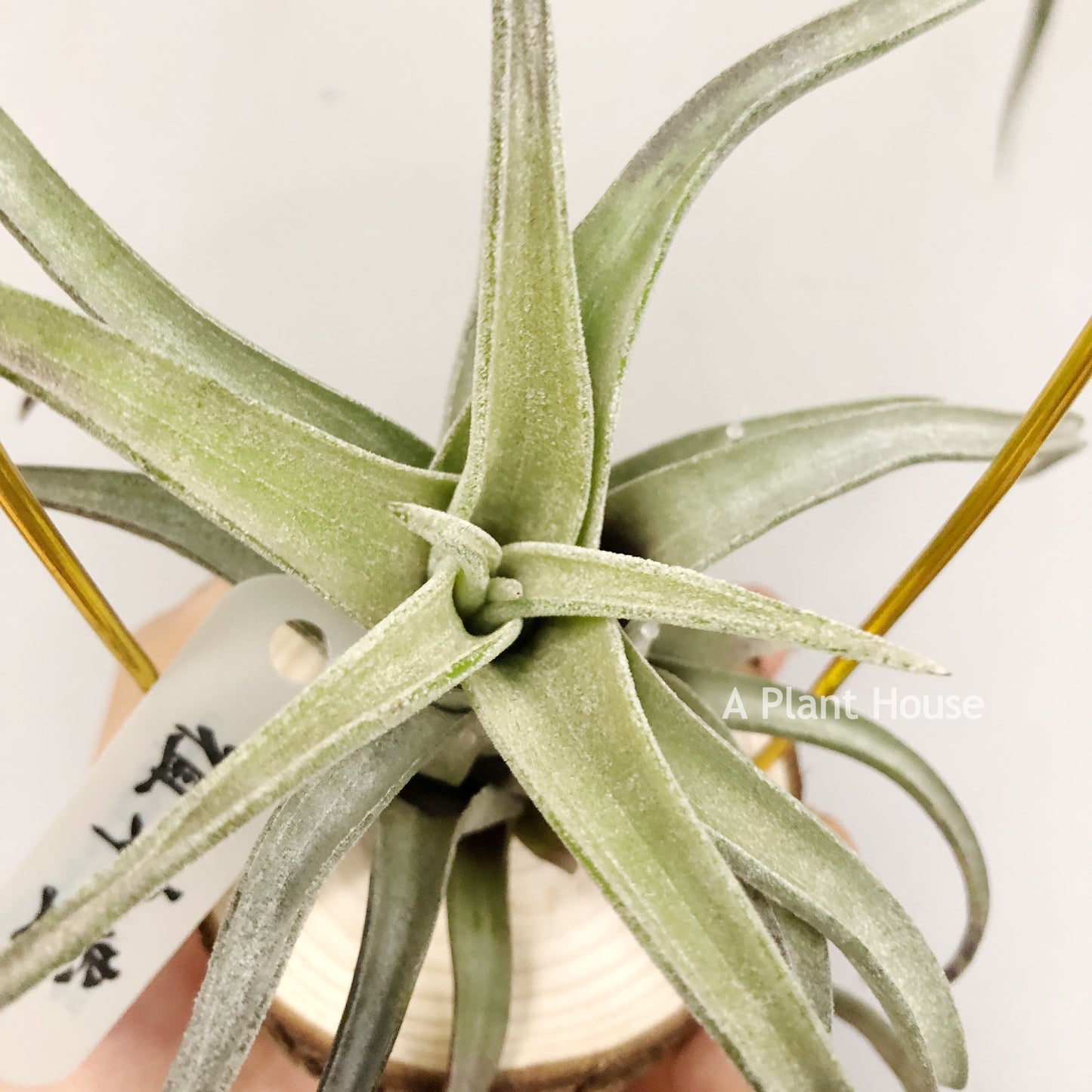 Tillandsia Streptophylla Giant x T.(Caput-Medusae Sonoran Snow x Chiapensis)