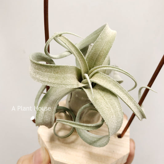 Tillandsia The Great White