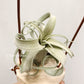 Tillandsia The Great White