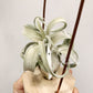 Tillandsia The Great White