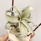 Tillandsia The Great White