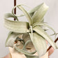 Tillandsia The Great White