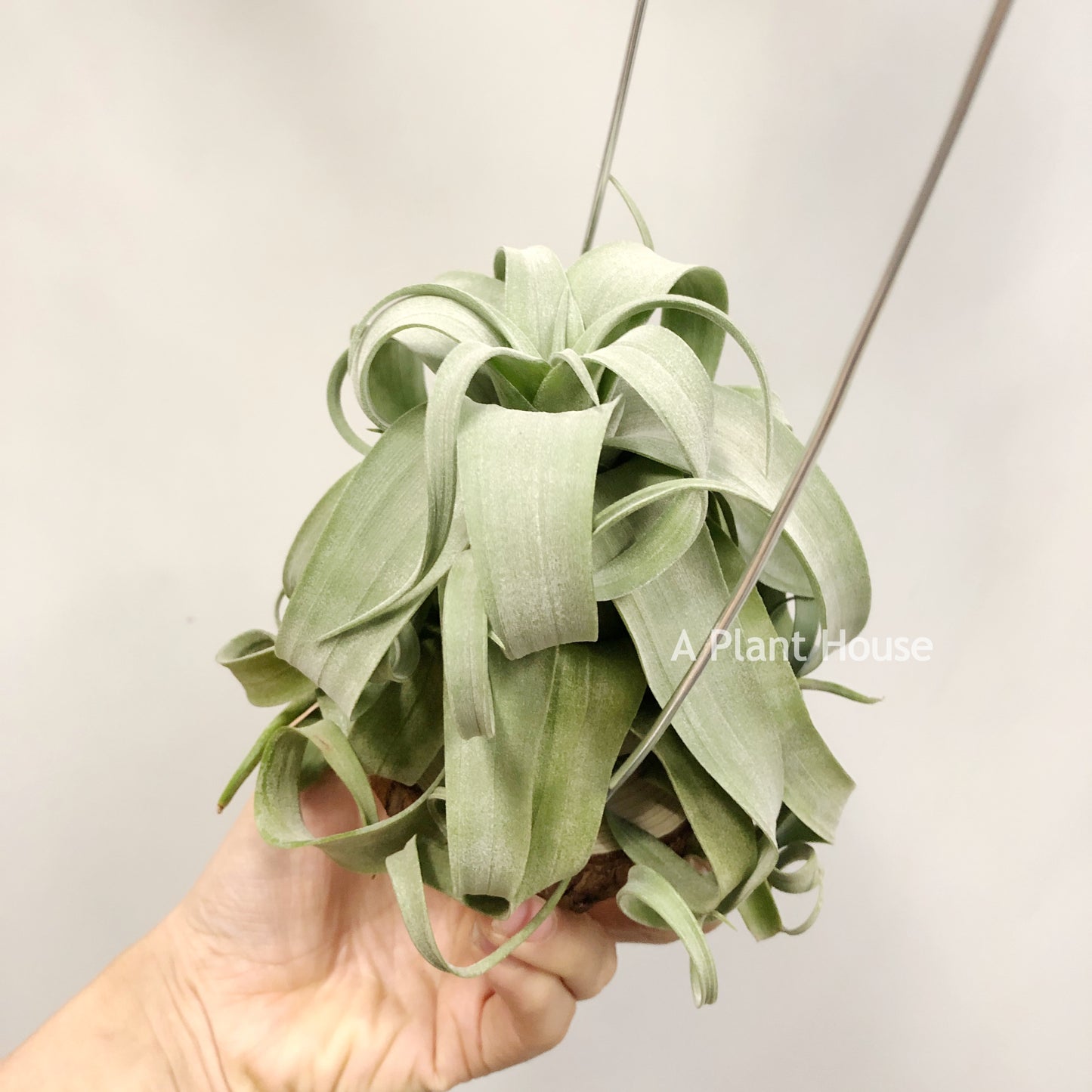 Tillandsia Streptophylla Guatemala