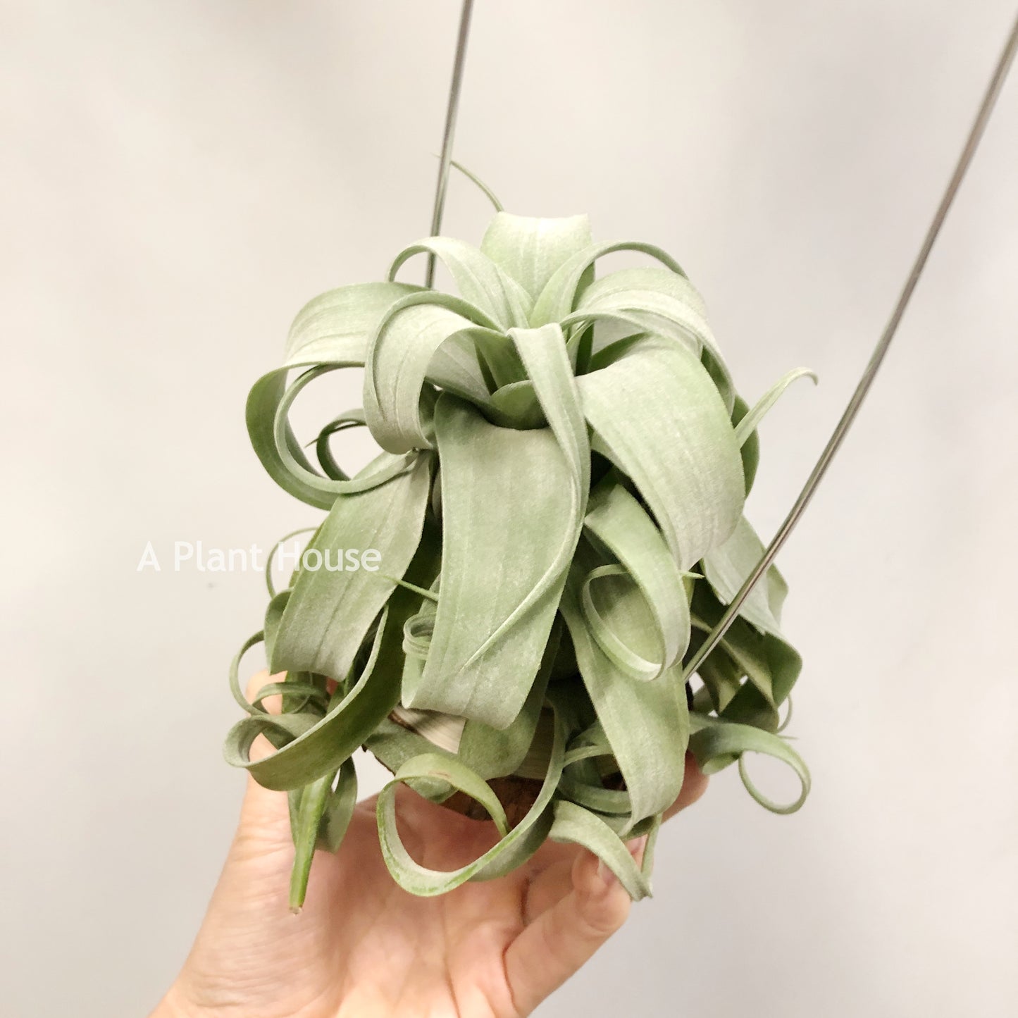 Tillandsia Streptophylla Guatemala