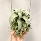 Tillandsia Streptophylla Guatemala
