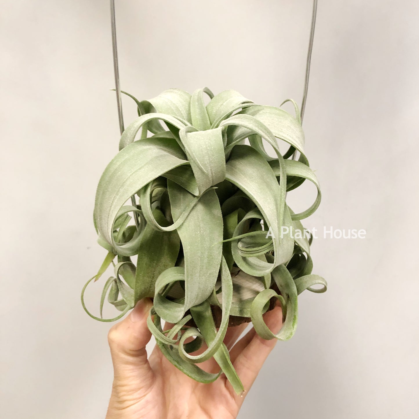 Tillandsia Streptophylla Guatemala