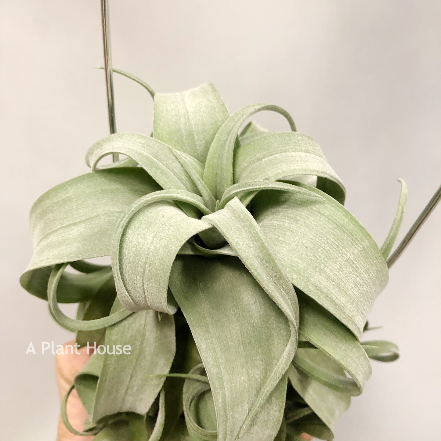 Tillandsia Streptophylla Guatemala