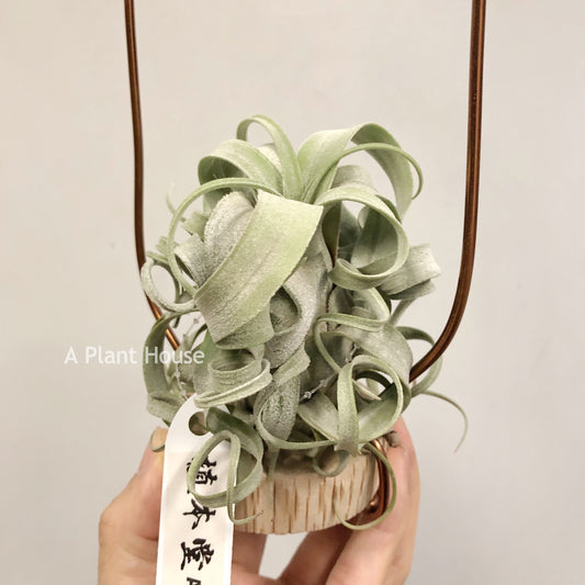 Tillandsia Streptophylla Giant x T.(Caput-Medusae Sonoran Snow x Chiapensis)