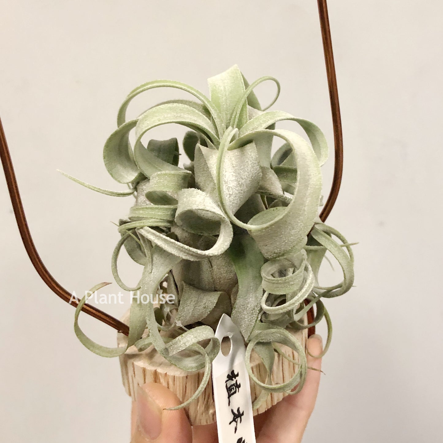 Tillandsia Streptophylla Giant x T.(Caput-Medusae Sonoran Snow x Chiapensis)