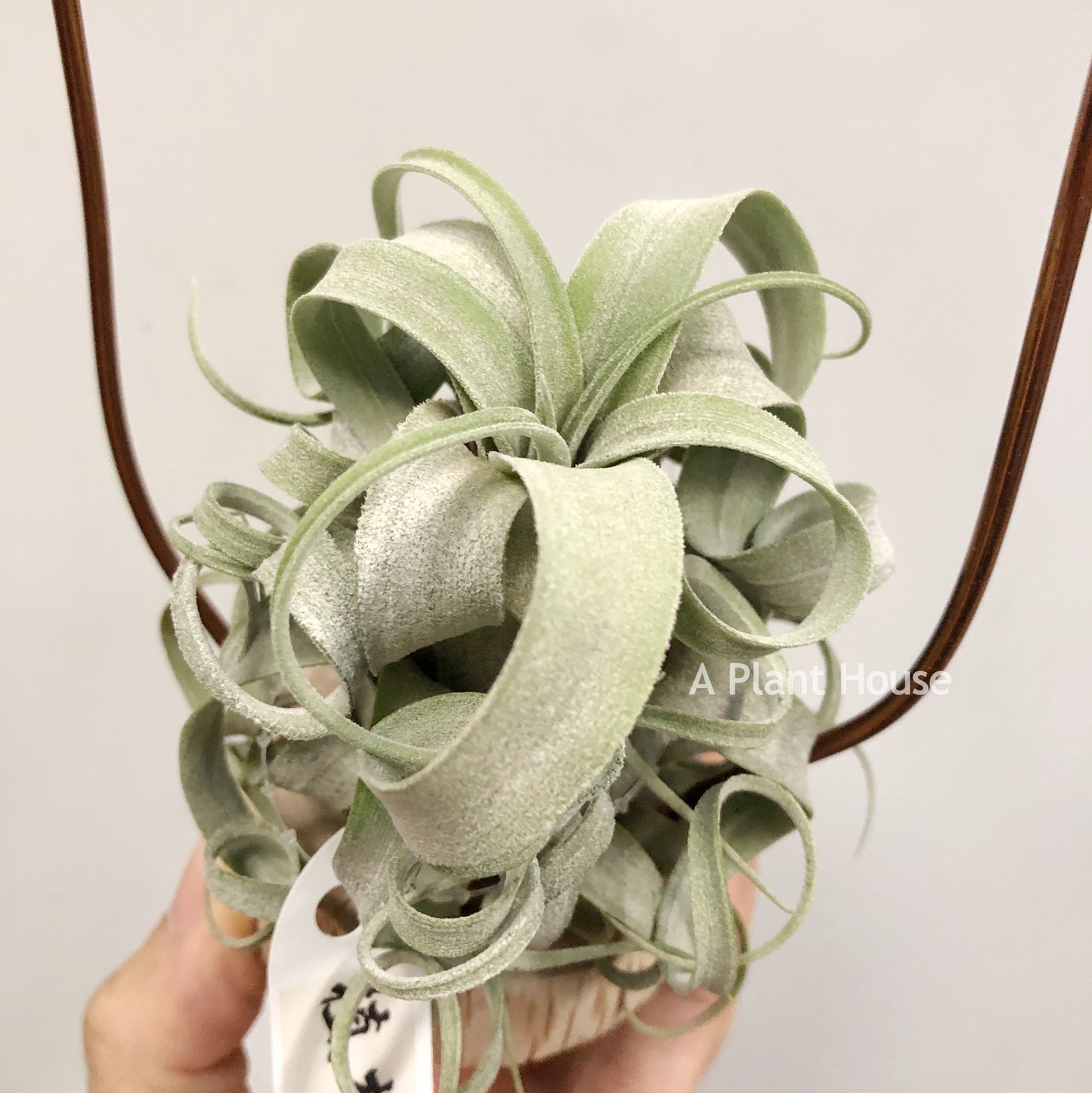 Tillandsia Streptophylla Giant x T.(Caput-Medusae Sonoran Snow x Chiapensis)