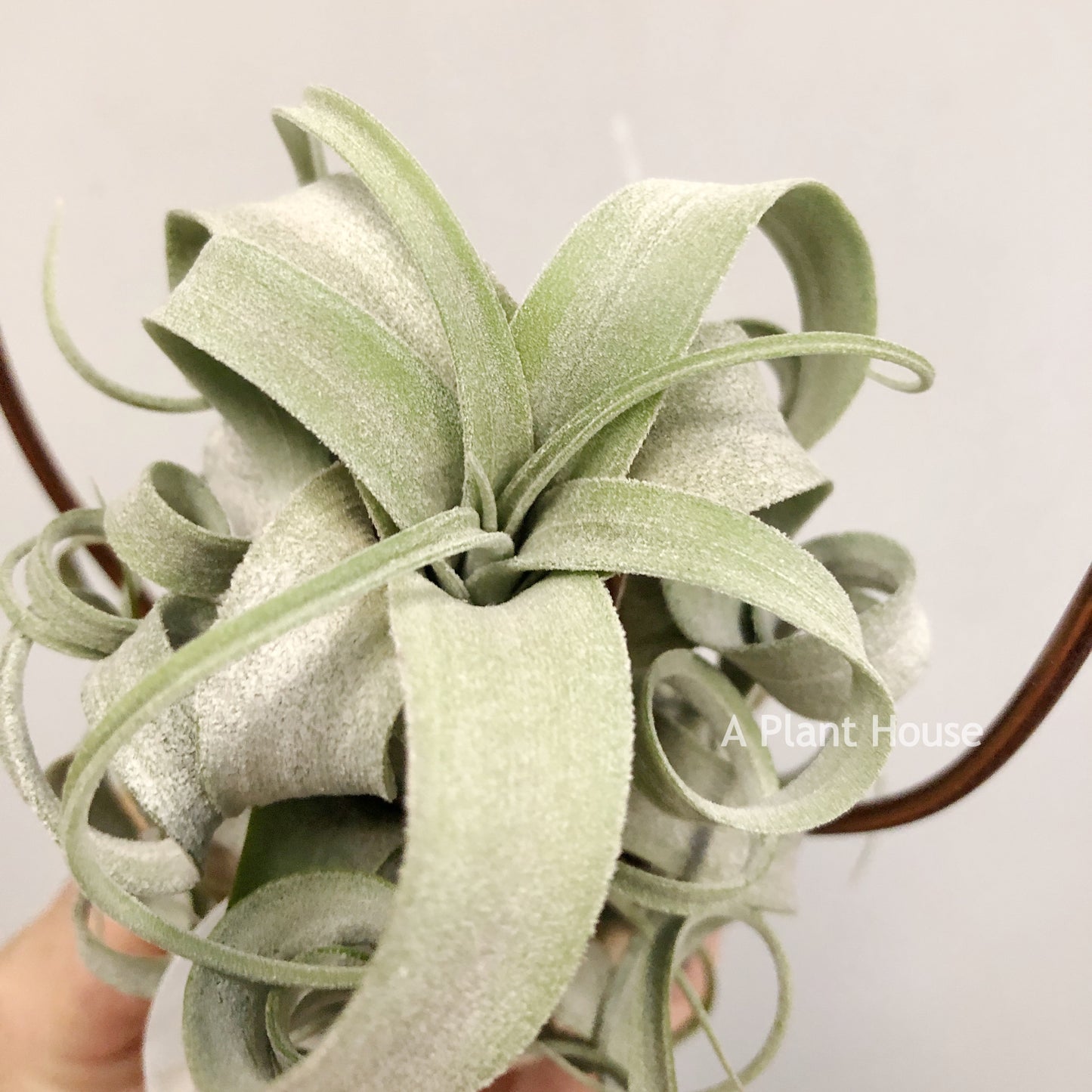 Tillandsia Streptophylla Giant x T.(Caput-Medusae Sonoran Snow x Chiapensis)