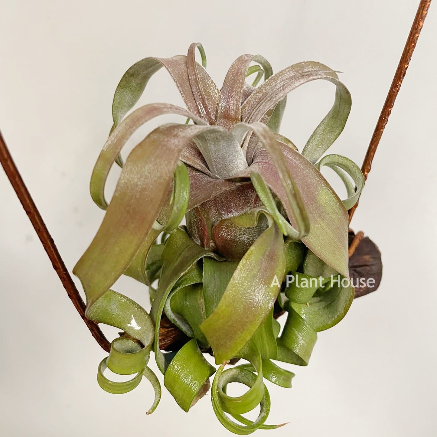 Tillandsia Streptophylla Belize Red From