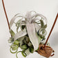 Tillandsia Streptophylla Belize Red From
