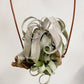 Tillandsia Streptophylla Belize Red From