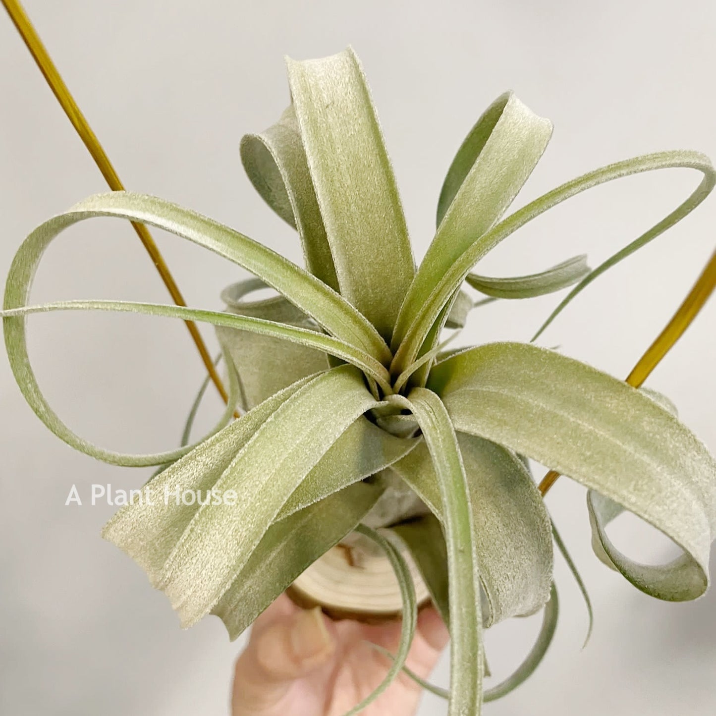 Tillandsia El Guapo