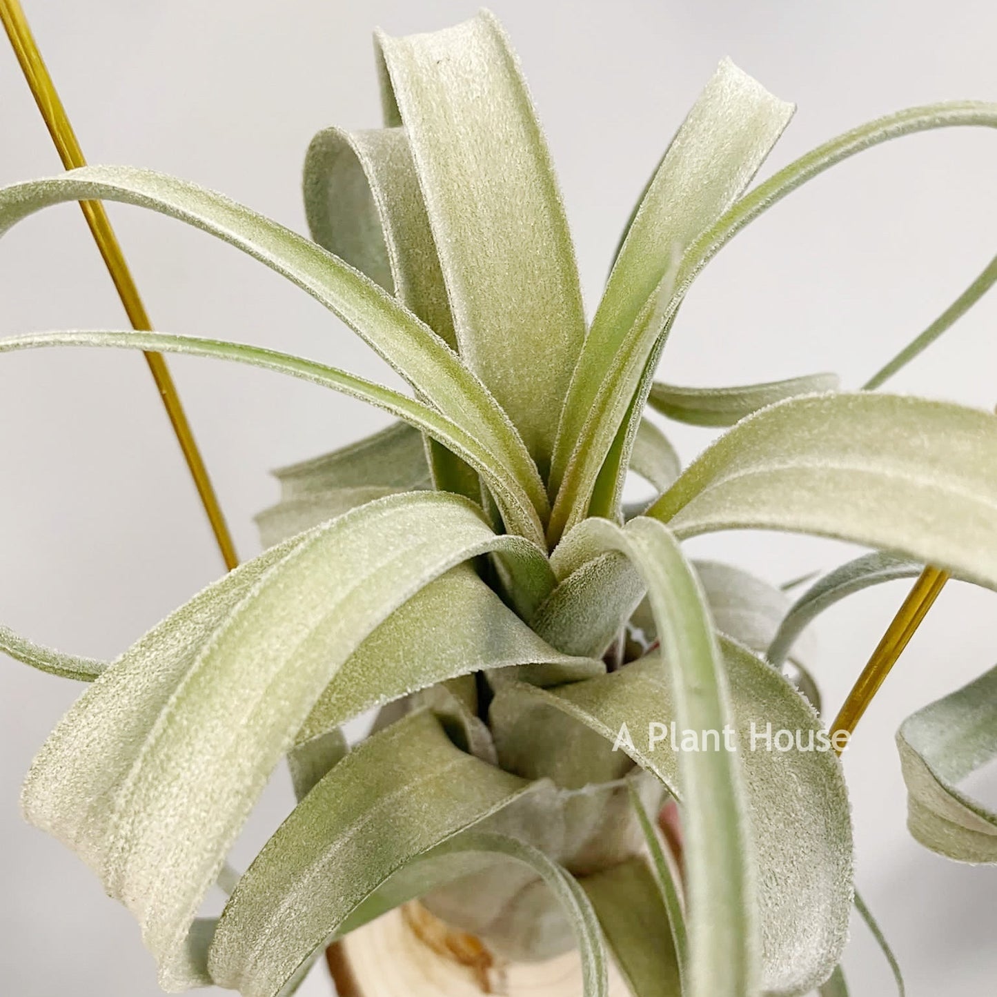 Tillandsia El Guapo