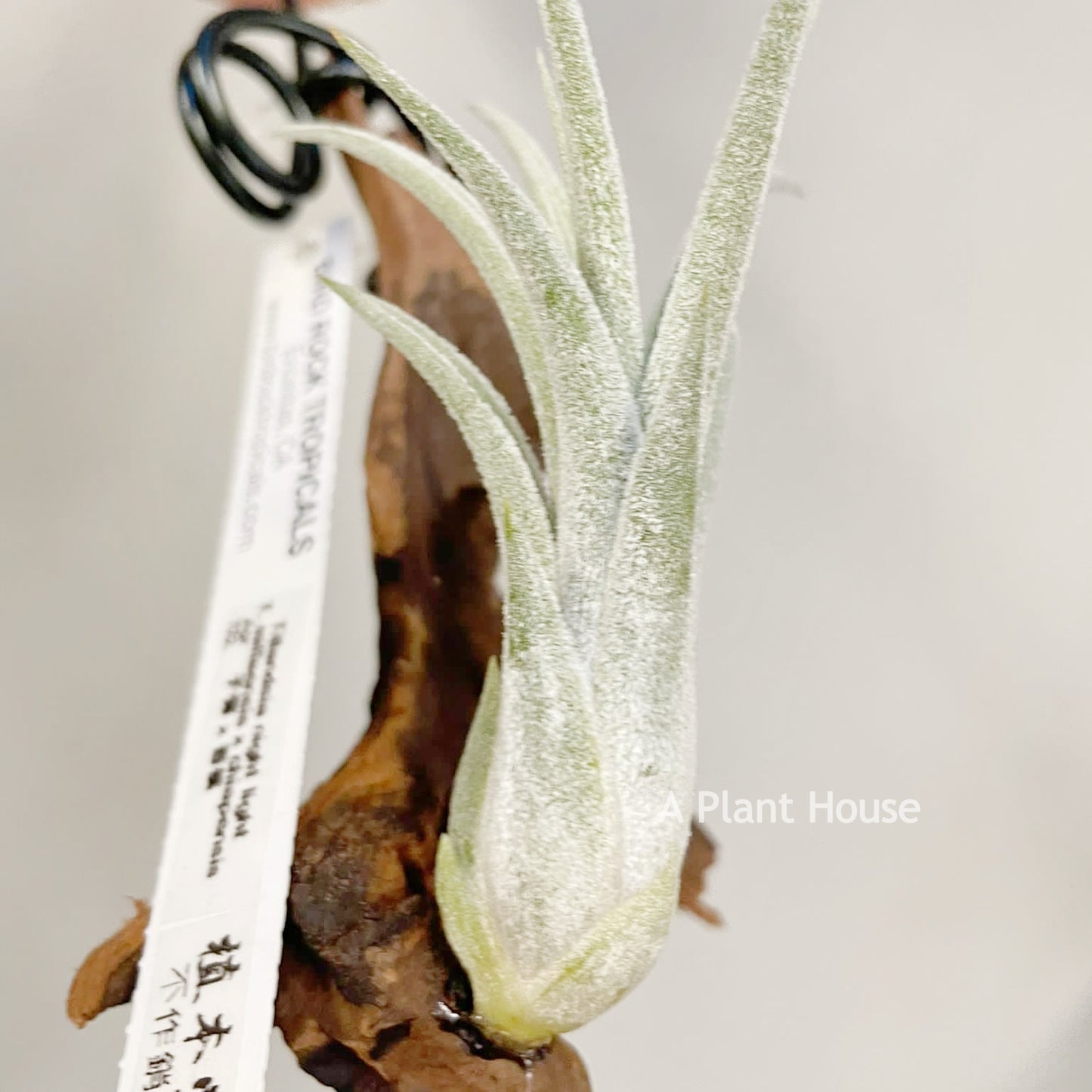 Tillandsia Night Light