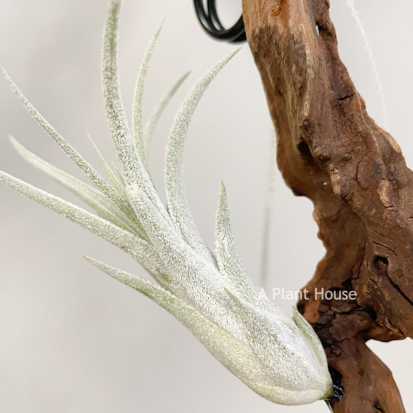 Tillandsia Night Light