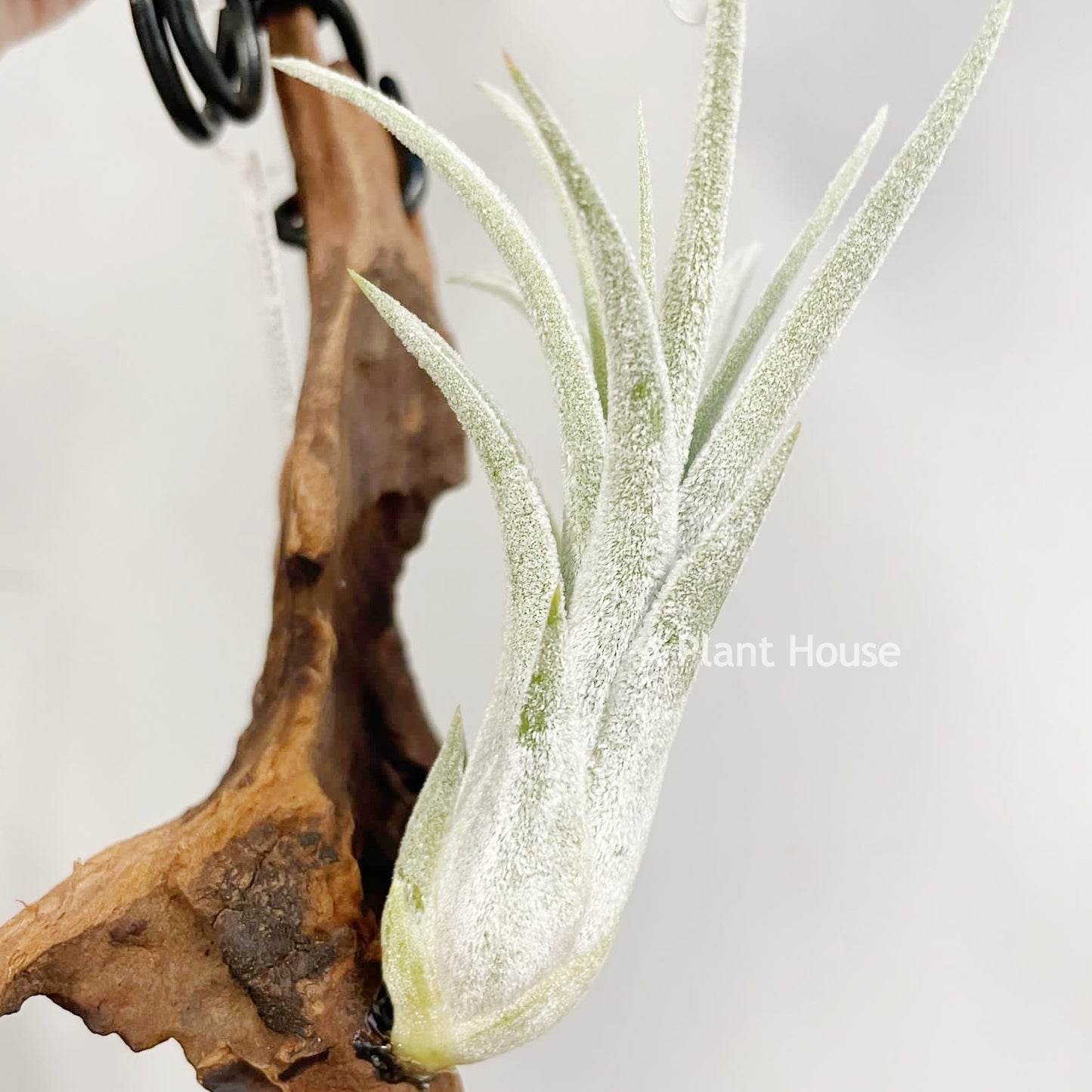 Tillandsia Night Light