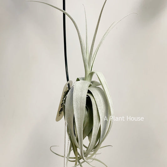 Tillandsia June T