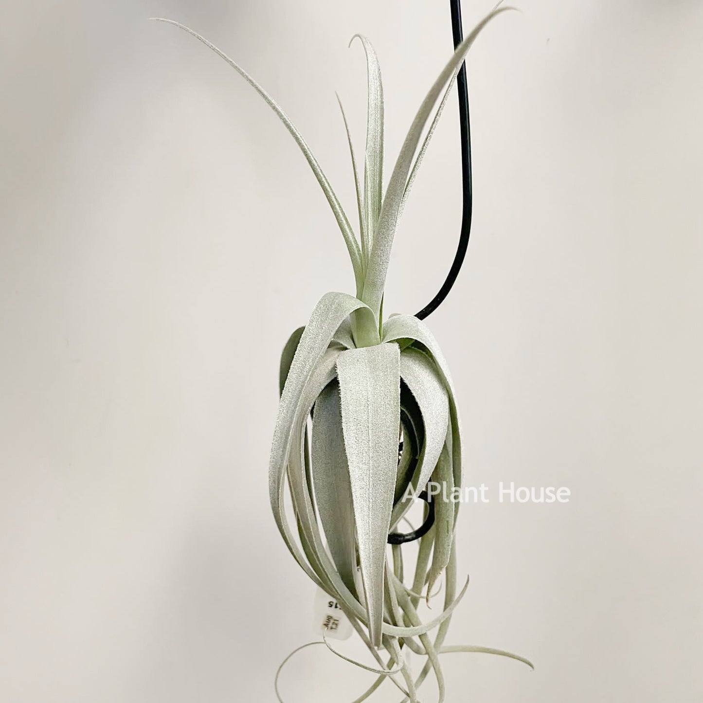 Tillandsia June T