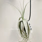 Tillandsia June T
