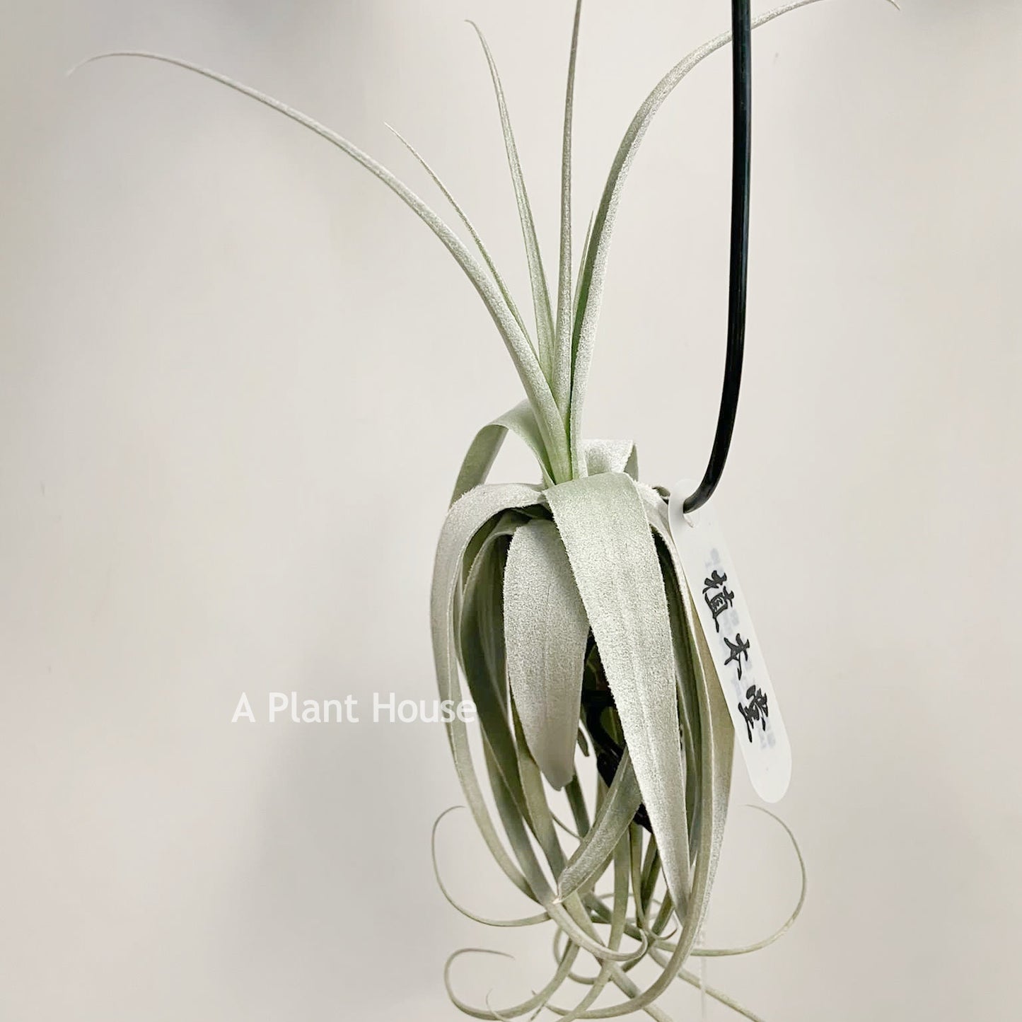 Tillandsia June T