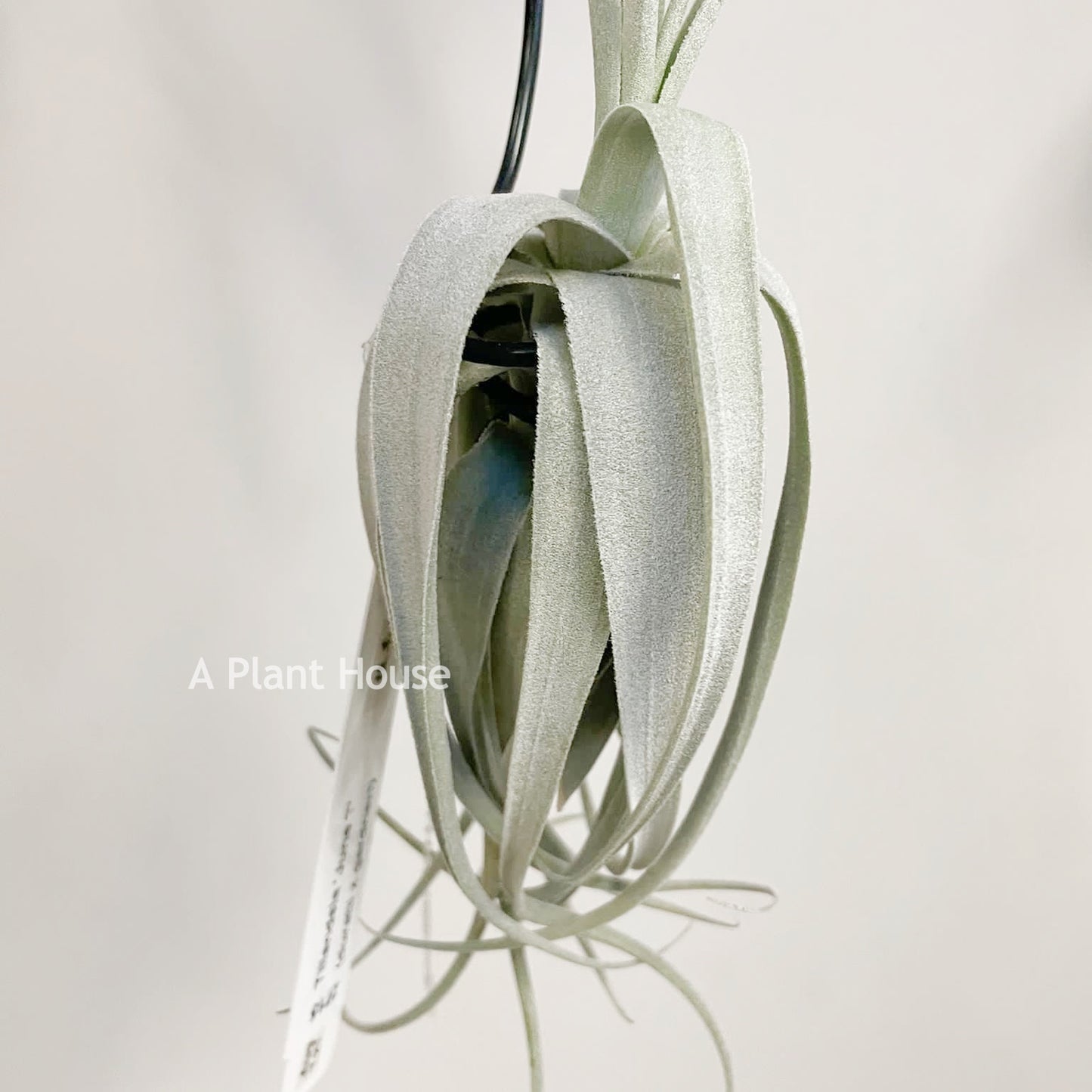 Tillandsia June T