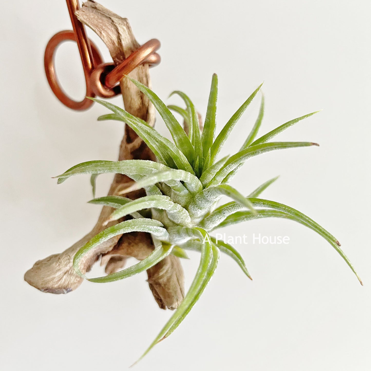 Tillandsia Ionantha Zebra