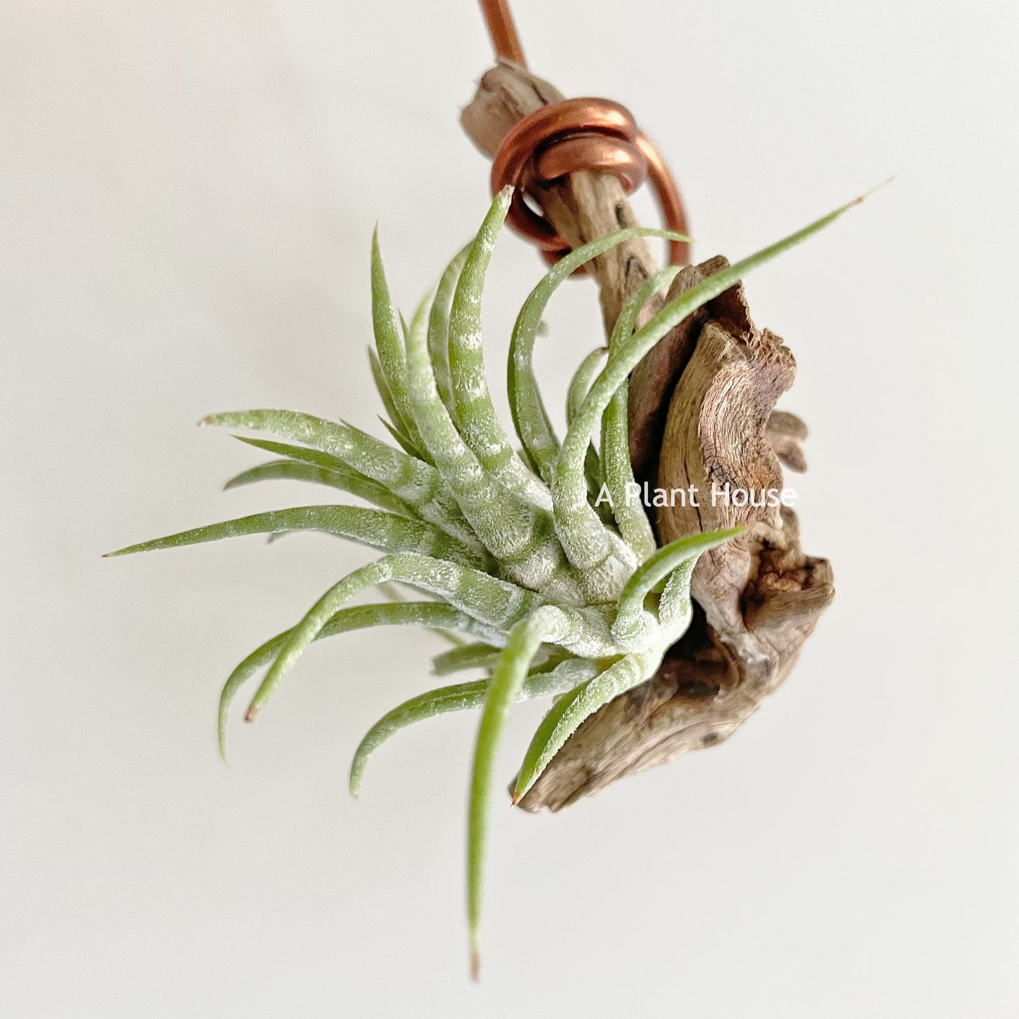 Tillandsia Ionantha Zebra