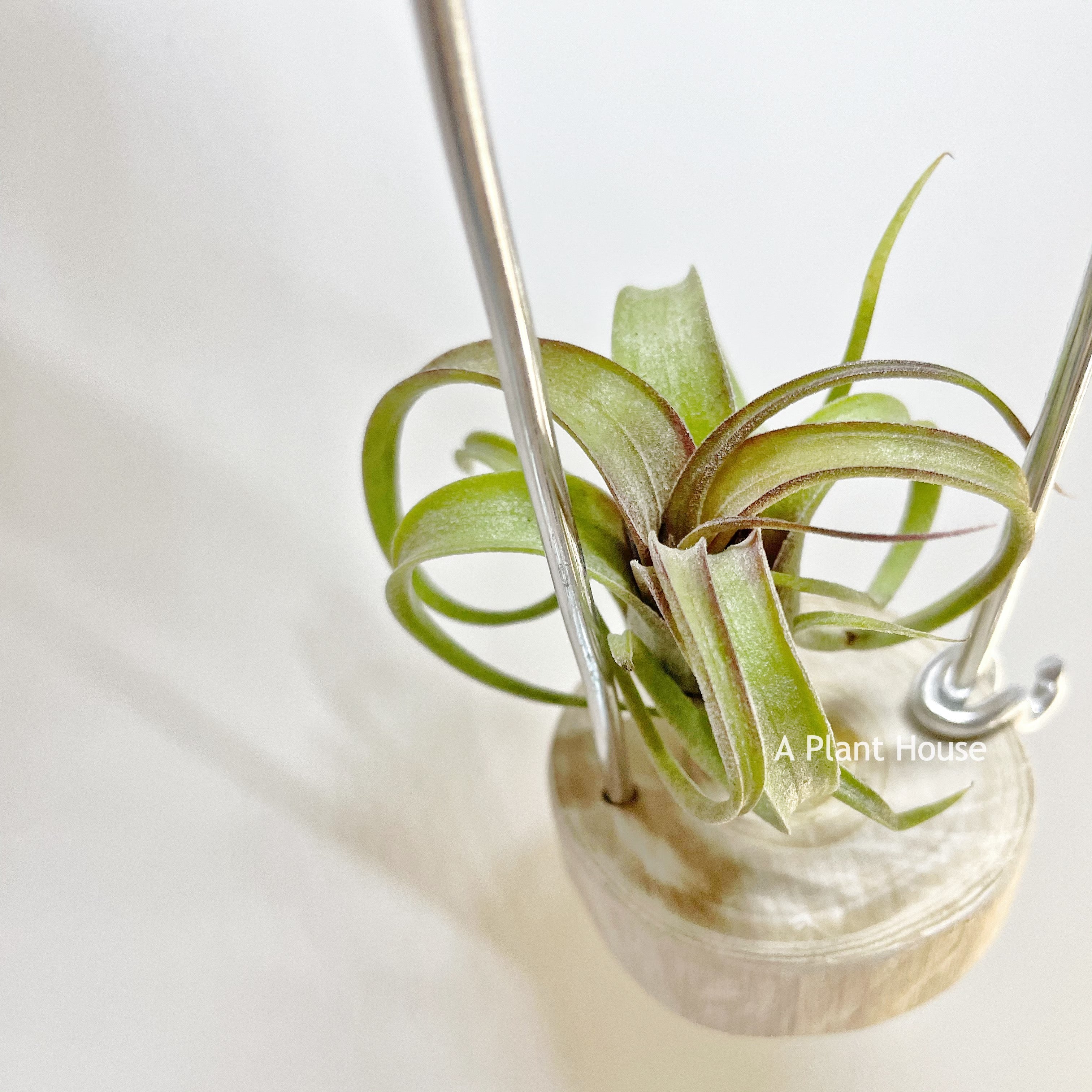 Tillandsia Bea Correale x Intermedia – APlantHouse