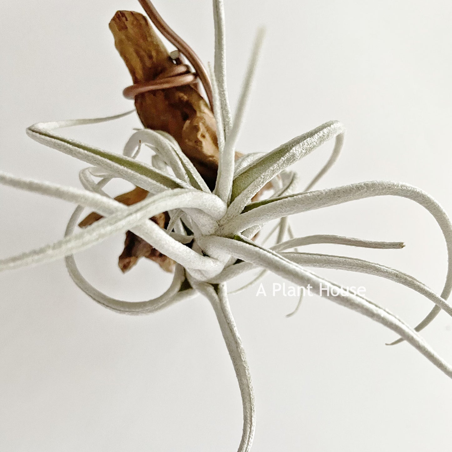 Tillandsia Mitlaensis V. Tulensis