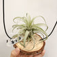 Tillandsia Zacapanensis x Streptophylla