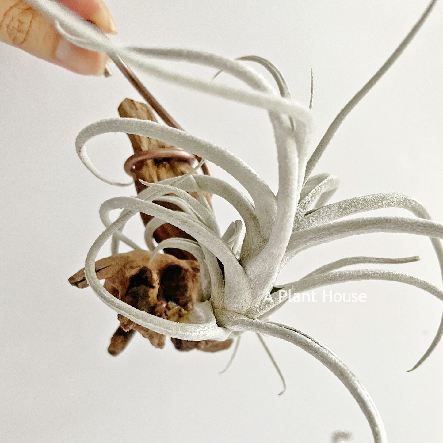 Tillandsia Mitlaensis V. Tulensis