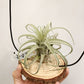 Tillandsia Zacapanensis x Streptophylla