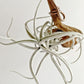 Tillandsia Mitlaensis V. Tulensis