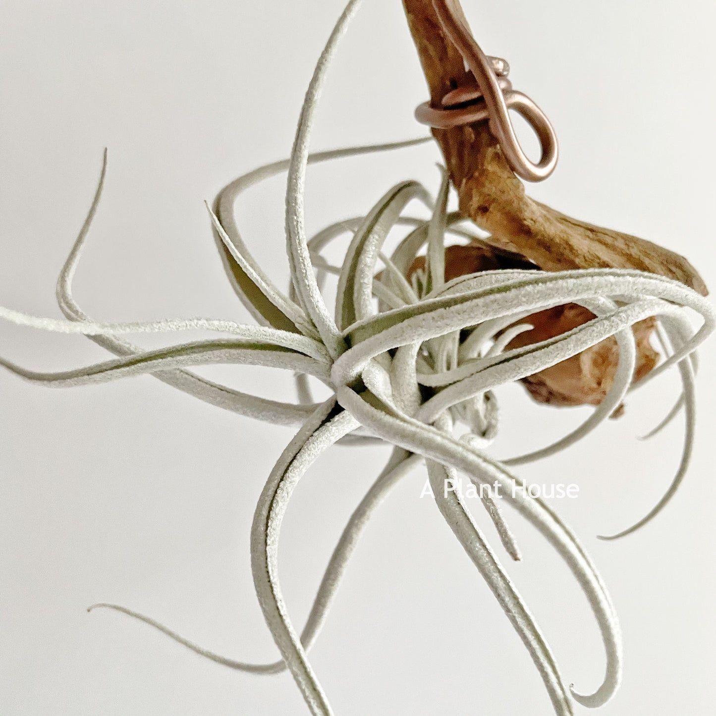 Tillandsia Mitlaensis V. Tulensis