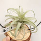 Tillandsia Zacapanensis x Streptophylla