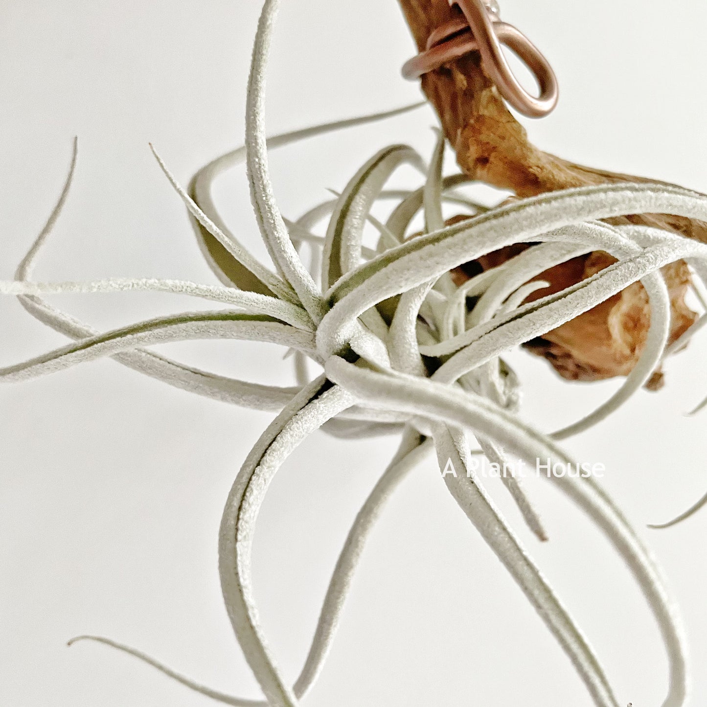 Tillandsia Mitlaensis V. Tulensis