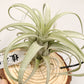 Tillandsia Zacapanensis x Streptophylla