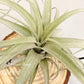 Tillandsia Zacapanensis x Streptophylla