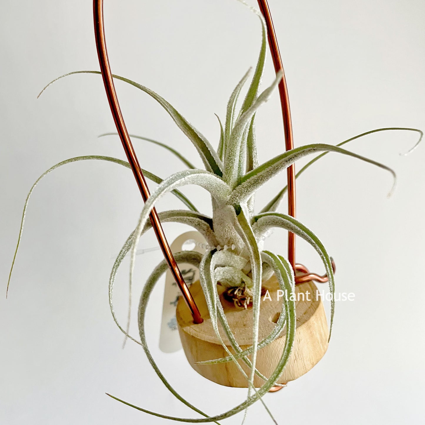 Tillandsia Ehlersiana