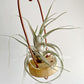 Tillandsia Ehlersiana