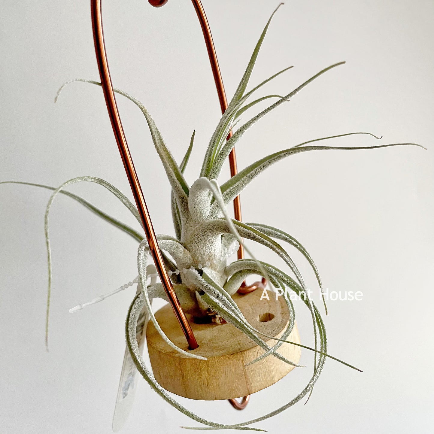 Tillandsia Ehlersiana