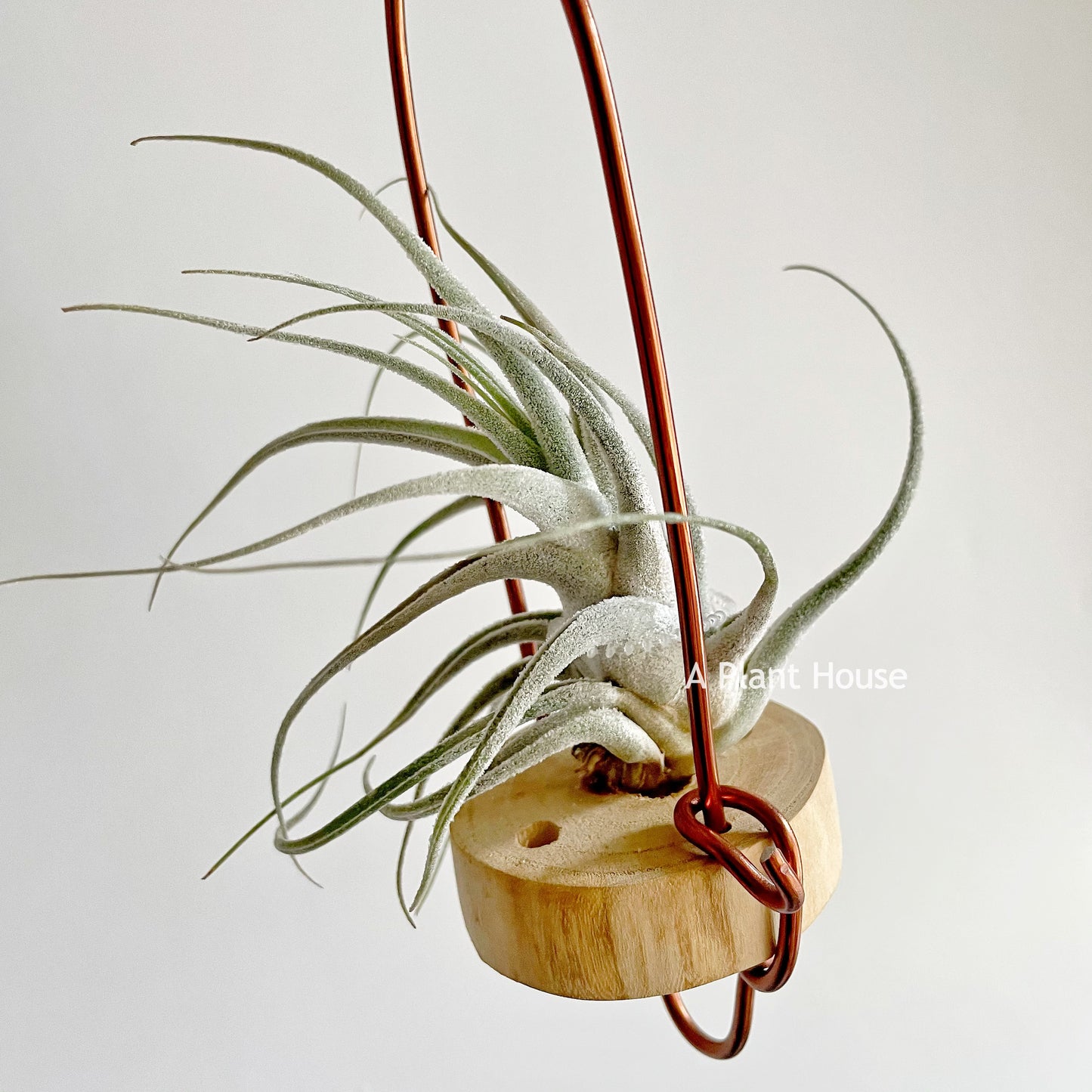 Tillandsia Ehlersiana