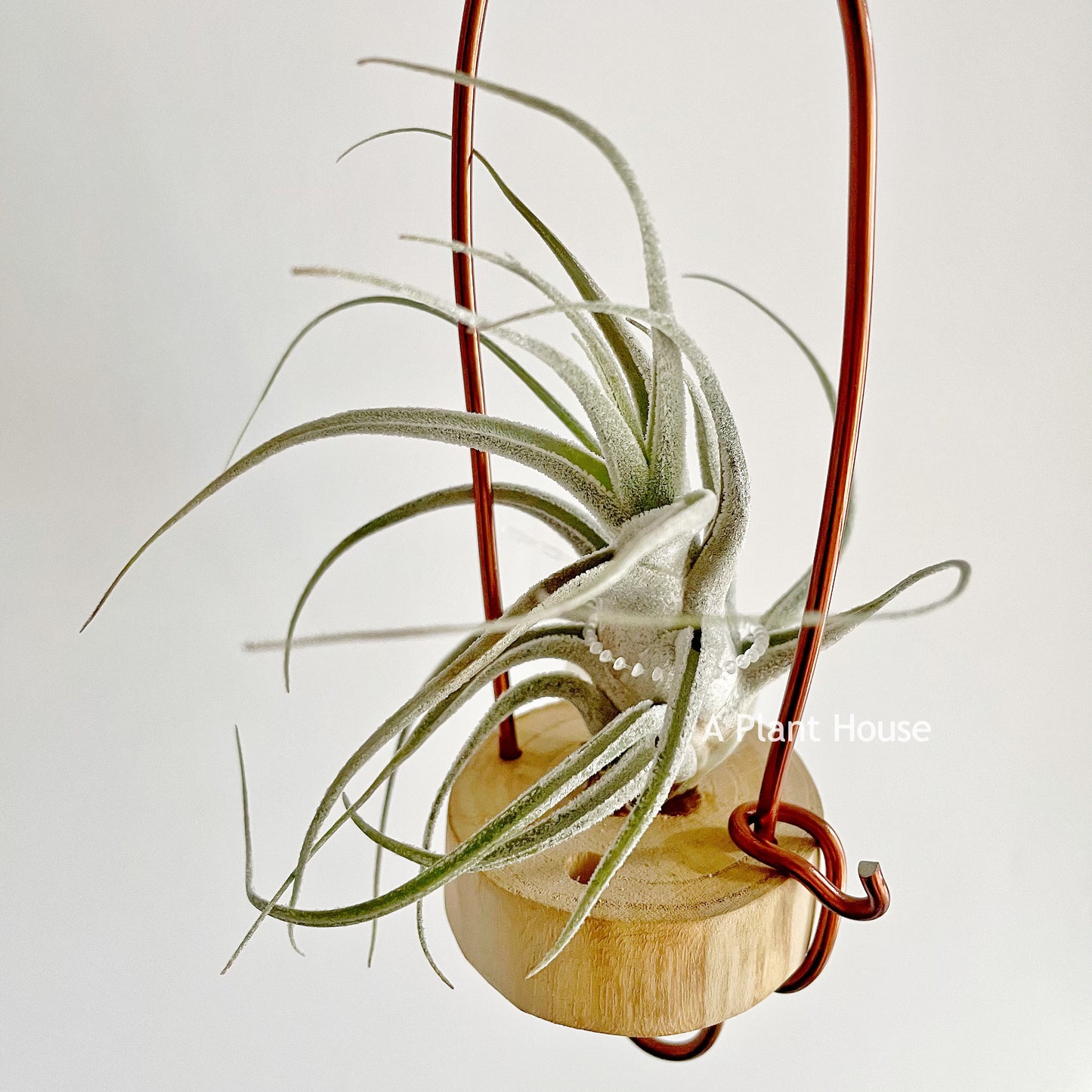 Tillandsia Ehlersiana