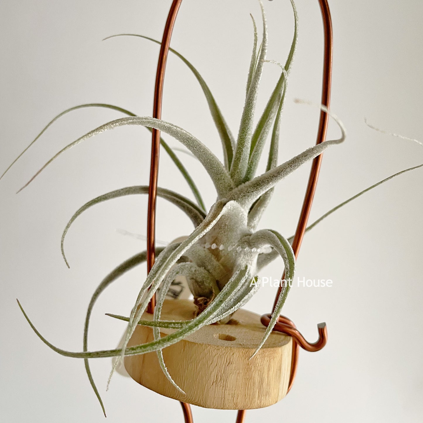 Tillandsia Ehlersiana